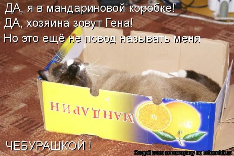 я стал звать хозяина молчат стучу. цитаты которые пригодятся в жизни. велев ему выложить чемодан и отпустить. русский язык 9 класс номер 158. ввысь взлетает сокол жмется уж к земле знаки препинания.