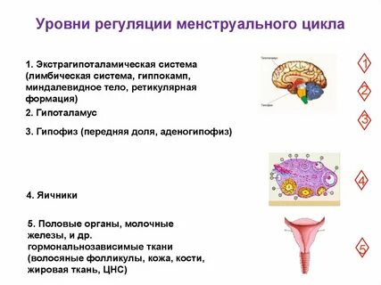 Яичники секреция
