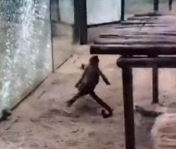 Убегающая обезьяна. Обезьяна убегает. Обезьяна разбивает стекло.