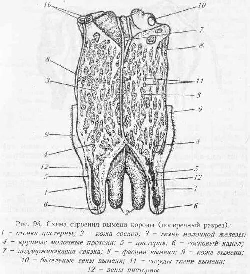 Схема строения молочной железы коровы. Строение молочной железы крс. Строение вымени коровы анатомия. Схема развития молочной железы коровы. Молочная железа коровы строение гистология.