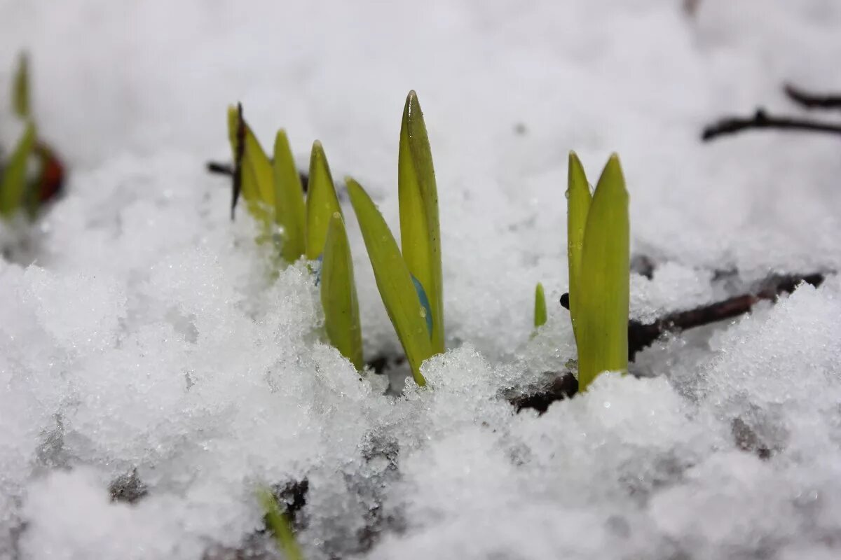 Первые цветы после снега. Пролеска Росток. Росток подснежника. Растения из под снега. Растения под снегом.