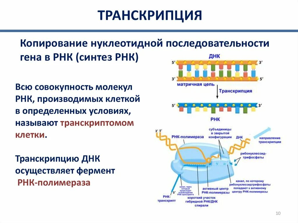 Транскрибируемая днк направление. Исходный продукт синтеза РНК ферментом РНК-полимеразой. Синтез РНК ферментом РНК полимеразой. Исходный продукт синтеза РНК ферментом РНК полимераза. Исходный продукт синтеза РНК ферментом РНК полимераза ЕГЭ.