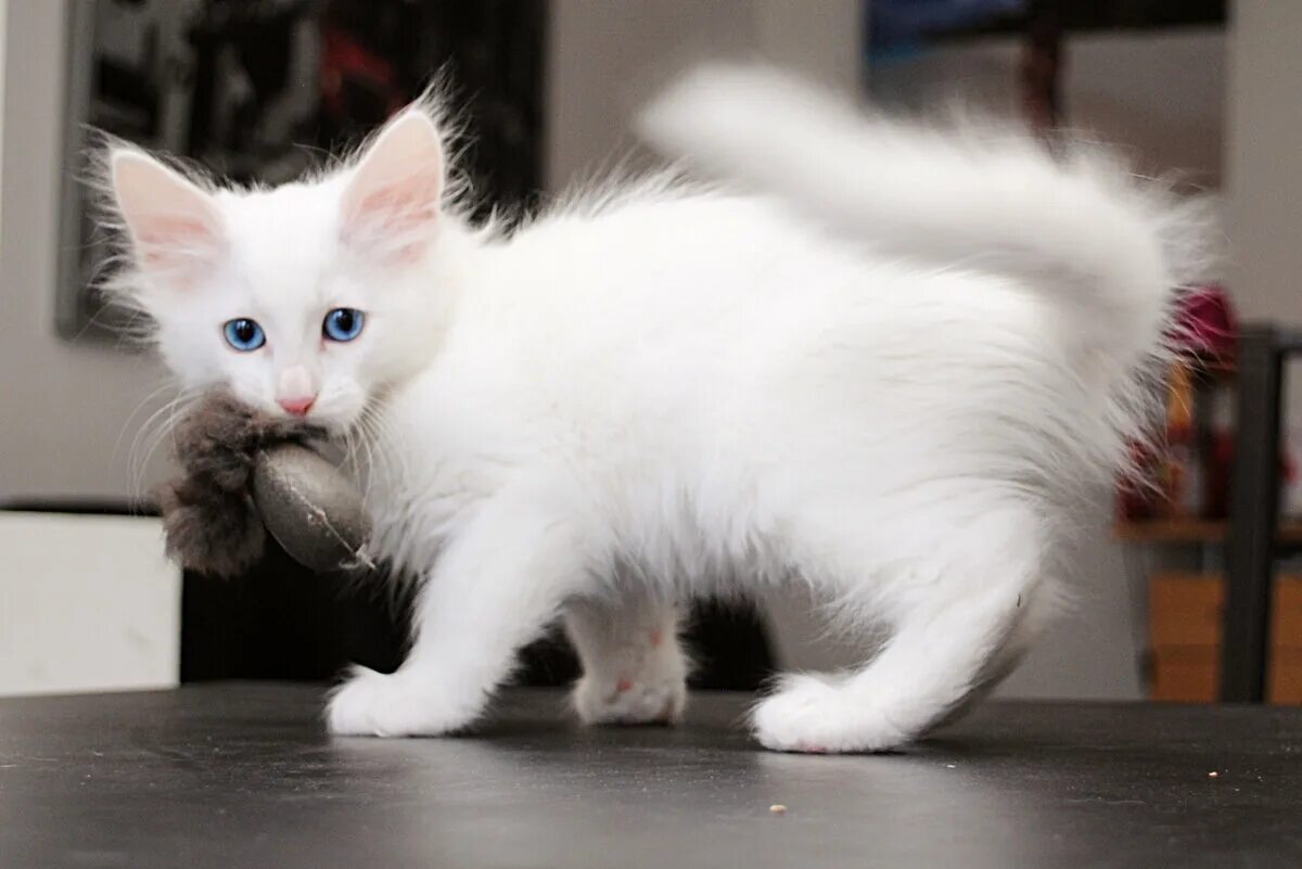 Ангорская кошка. Коты турецкая ангора. Турецкая ангора биколор. Белый ангорский кот.