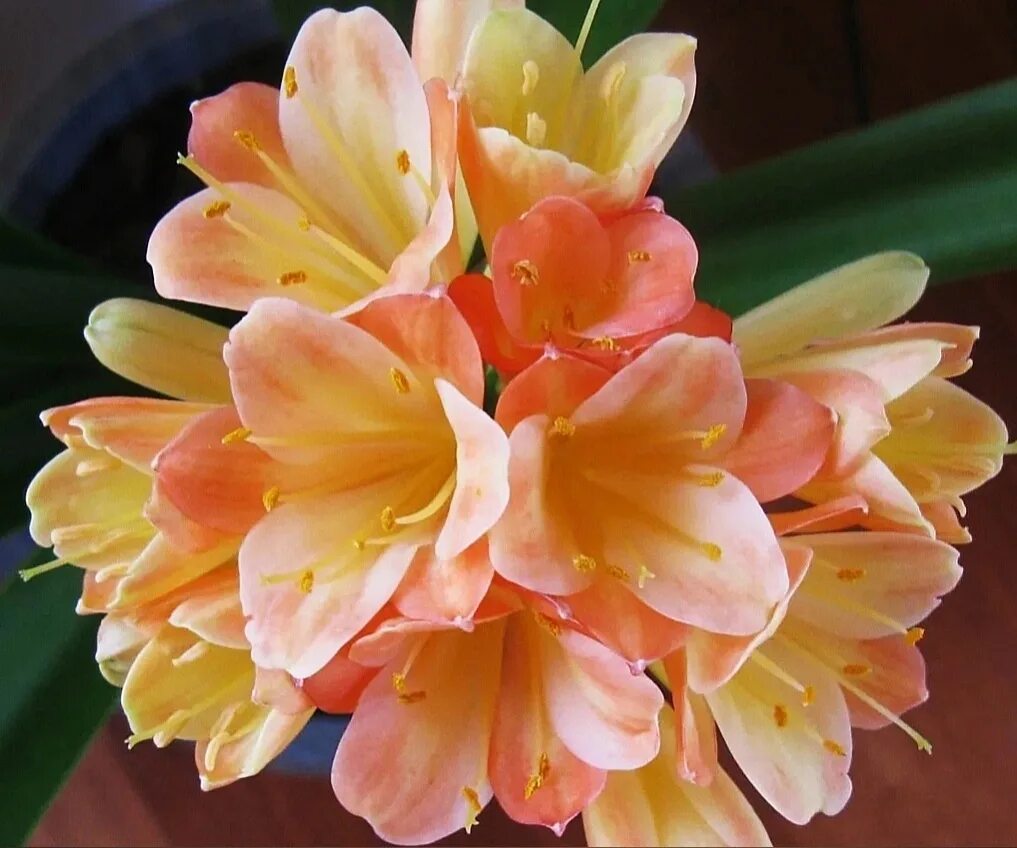 Colorado Clivia's plant number 2108. Clivia miniata, Colorado Peach x Easy Bloom