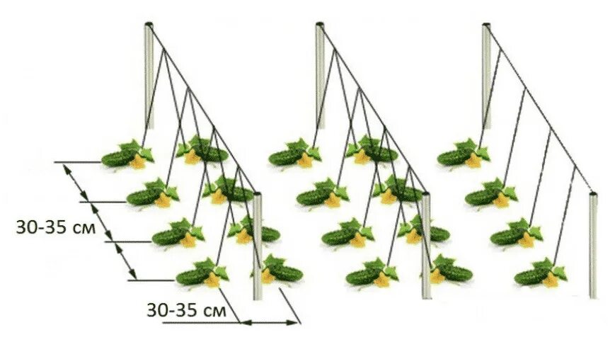 На каком расстоянии сажать огурцы семенами. Огурцы схема посадки в открытый грунт. Огурцы схема посадки в открытый грунт рассадой. Огурцы на шпалере в открытом грунте схема. Схема посева огурцов в теплице семенами.