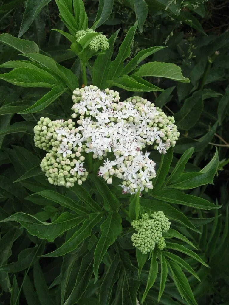 Аснодомус ядовитое растение. Бузина бурьян. Sambucus gaudichaudiana. Ядовитые кустарники. Какие травы ядовиты