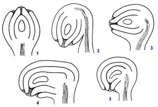 типы семяпочек. семязачаток типы. поперечный разрез завязи семяпочки. строение семязачатка покрытосеменных растений. виды семязачатков.