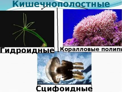 Студенистое вещество кишечнополостных