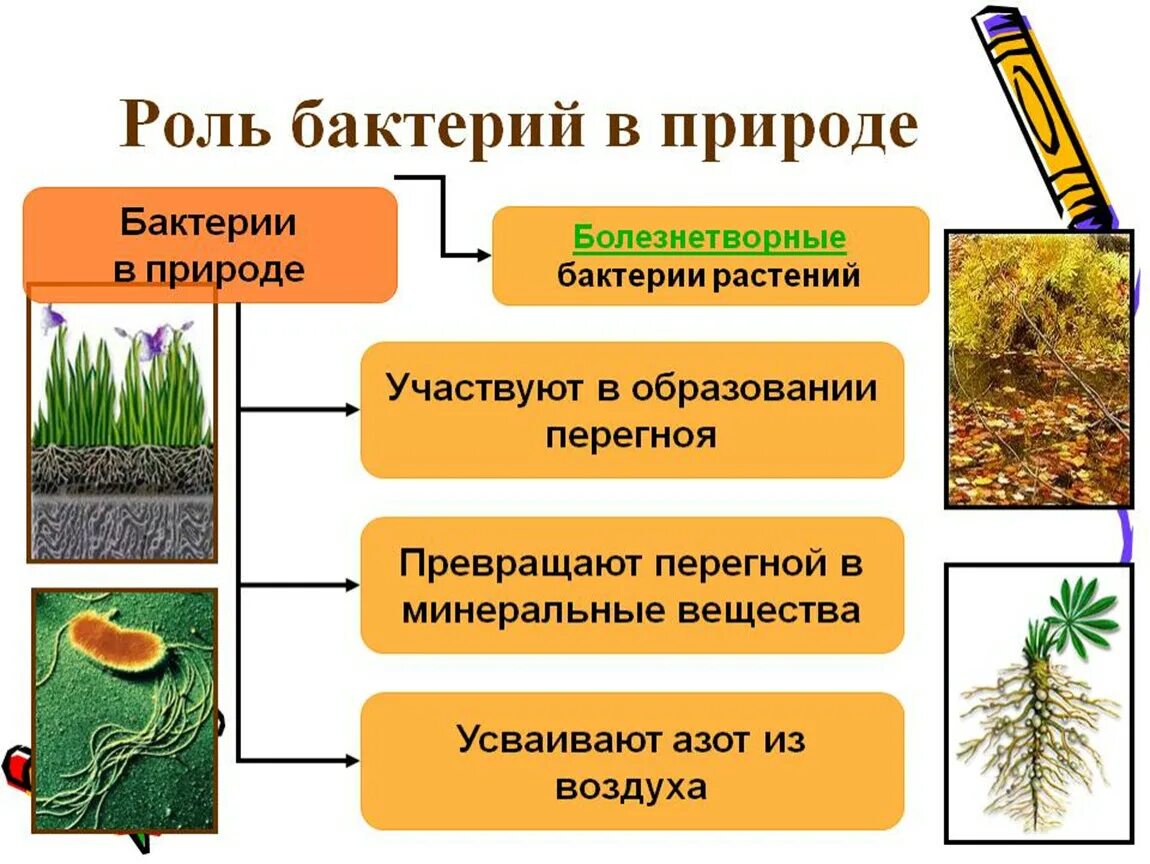 Каково значение агросообществ в жизни человека кратко. Роль бактерий в жизни растений и человека. Роль бактерий в природе и жизни человека рисунок. Роль бактерий в природе для растений. Роль бактерий в природе.