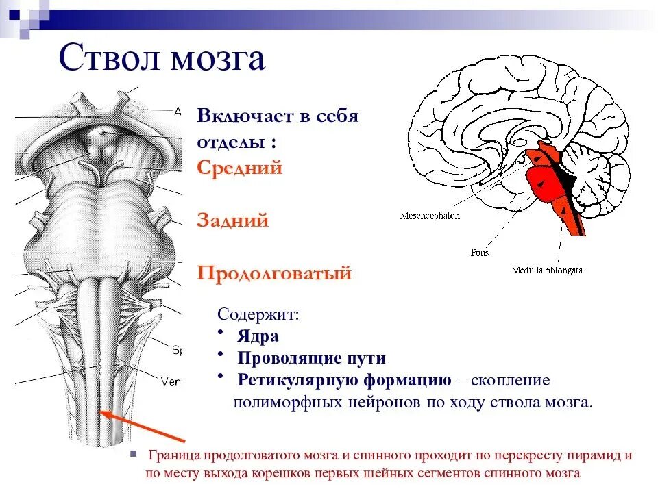 Головной мозг границы. Ядра ствола мозга схема. Структуры, составляющие ствол мозга.. Строение ствола мозга дорсально. Схема внутреннего строения отделов ствола головного мозга.