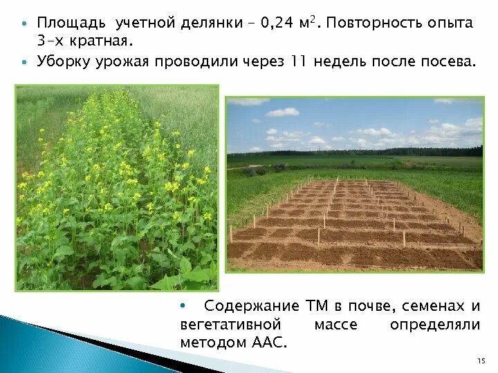 Площадь картофельного поля. Делянка это в агрономии. учетная площадь делянки. учетная делянка это. опытная делянка.