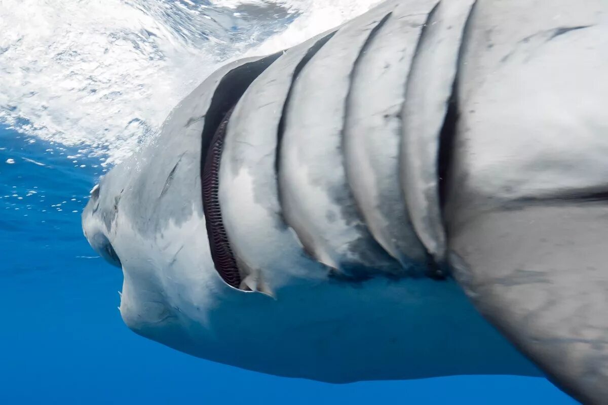 Какую функцию выполняют жабры у китовой акулы. Жабрыиу акулы.