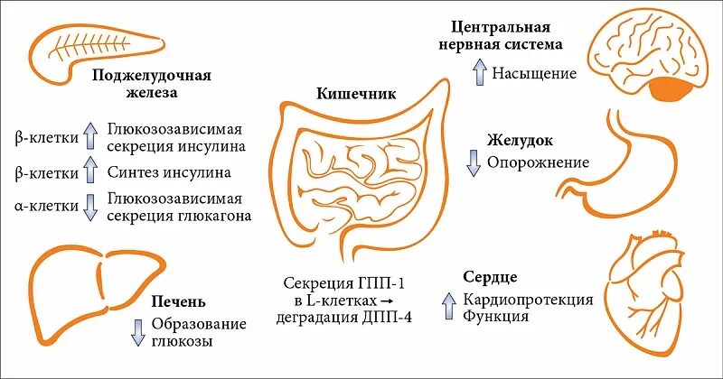 Гпп 1 рецептор. Агонисты рецепторов гпп-1 препараты. гпп-1 глюкагоноподобный пептид. агонисты рецепторов глюкагоноподобного пептида-1 (гпп-1). .агонисты рецепторов глюкагоноподобного пептида (гпп-1) препараты.