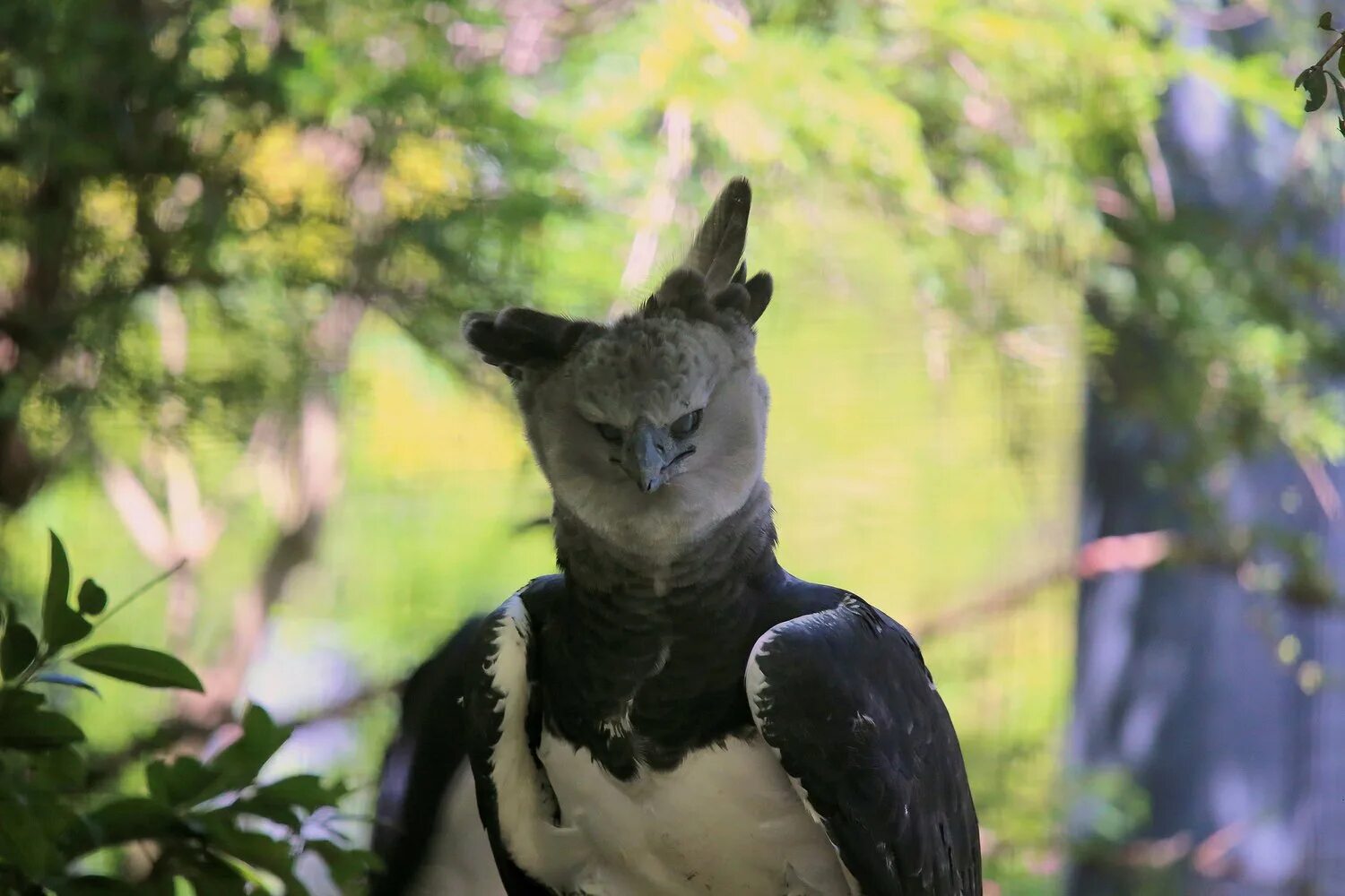 Гарпия птица. Harpy Eagle птица. Южноамериканский Орел Гарпия. Южно амереканская Гарпия.