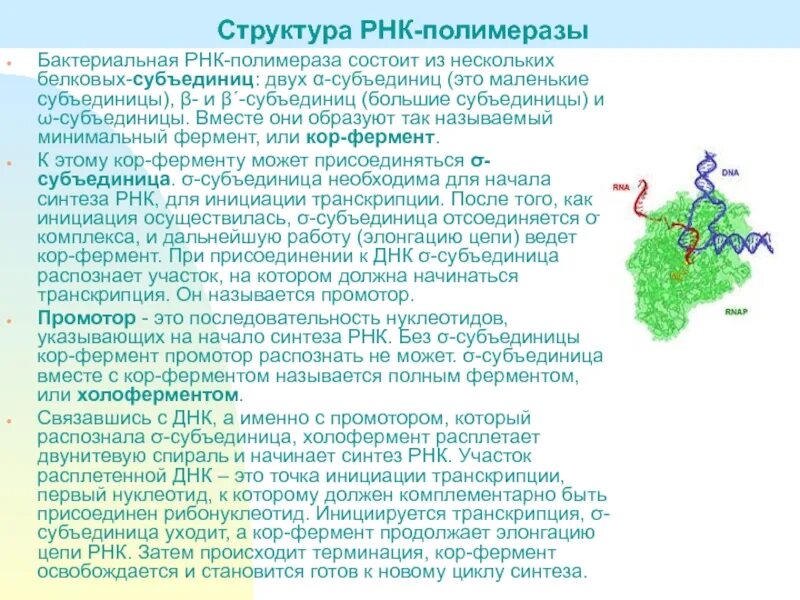 Структура холофермента РНК полимеразы. РНК полимераза строение субъединицы. Строение ДНК-зависимой РНК-полимеразы. Структура РНК полимеразы.