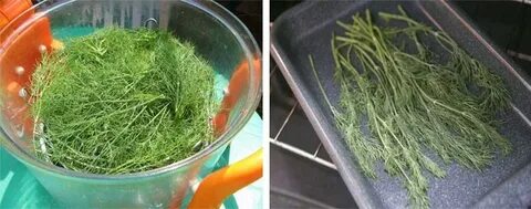 Что можно сделать укропом на зиму