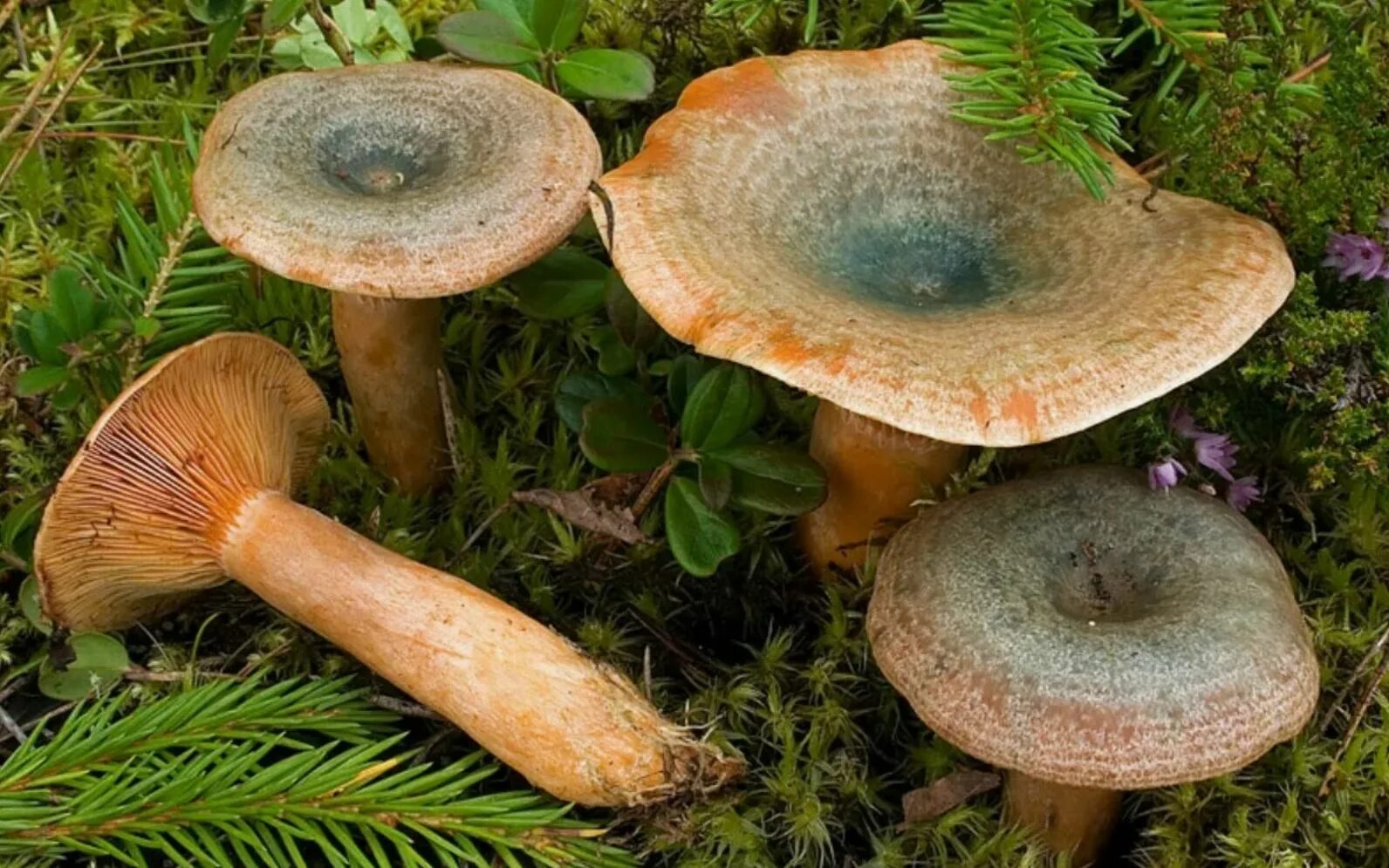 Рыжик картинка. Рыжик еловый (Lactarius deterrimus). Рыжик Сосновый/Боровой (Lactarius deliciosus);. Рыжик еловый/еловик (Lactarius deterrimus);. Рыжики пластинчатые грибы.