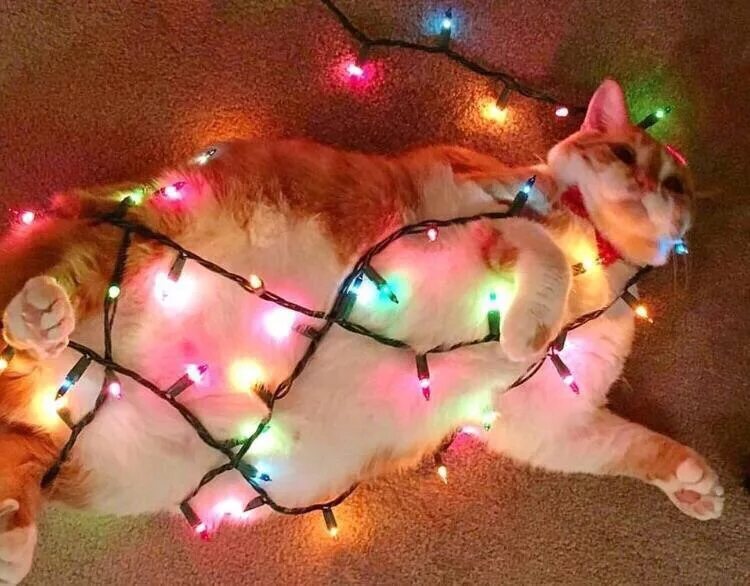 Весело гирлянда. Гирлянда-нить snowhouse ild300c-gm. Яркая гирлянда. Гирлянда sh lights 1000 см otw200e. Гирлянда веселый хоровод купить валлберрис.