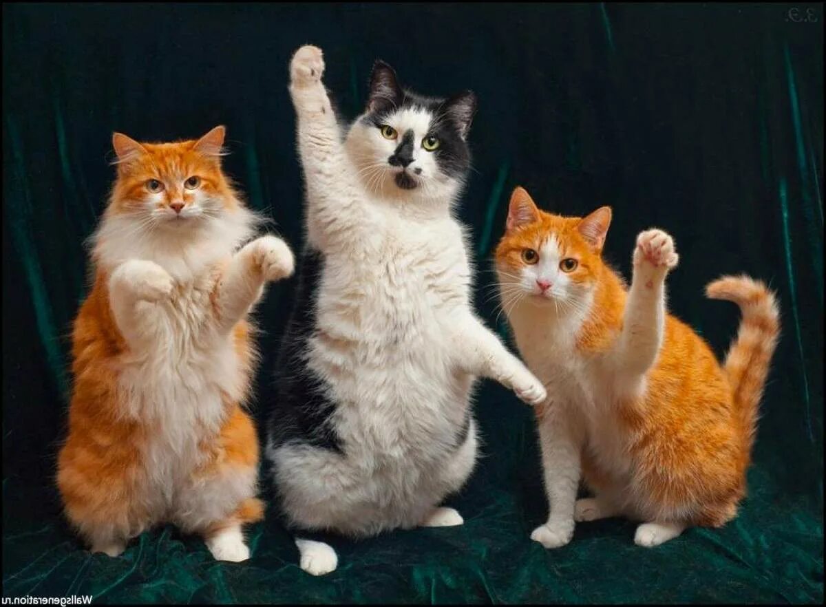 Кошка машет лапкой. Кот машет лапкой. Кошка пока. Милый котенок. Как делают ролики, котёнок, весёлый кот на youtube.