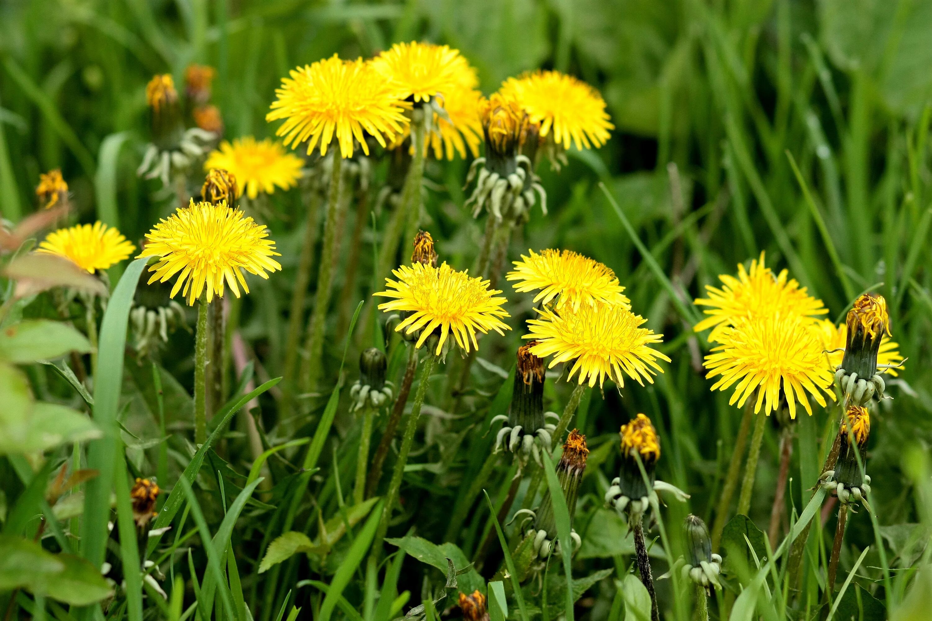 Одуванчик полевой обыкновенный. Одуванчик лекарственный – Taraxacum officinale. Одуванчик Луговой дикорастущий. Раннецветущие растения одуванчик. Как заваривать цветы одуванчика