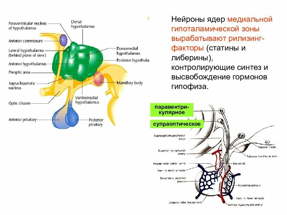 Нейроны ядер гипоталамуса. Нейроны ядер гипоталамуса
