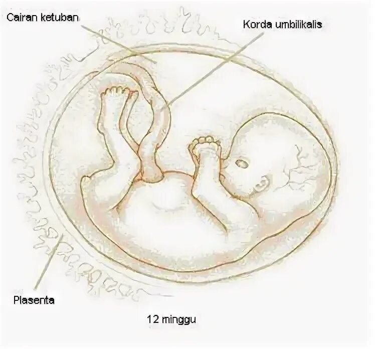 23 неделя беременности плацента. 23 неделя беременности плацента. Placenta-fetus system. Рыхлая плацента на 17 недели. Предлежание плаценты при беременности фото.