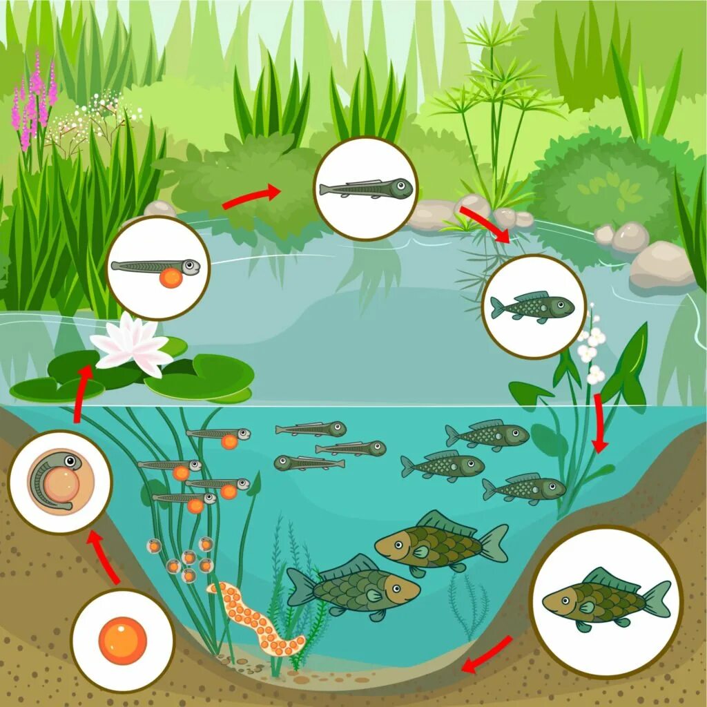 Экосистема пруда. Экосистема биогеоценоз пруда. Экосистемы для дошкольников. Биогеоценоз пресноводного водоема.