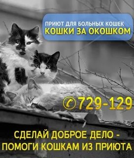 Мир добрых сердец приют для кошек