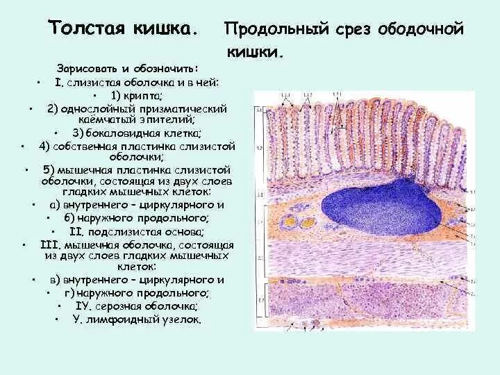 Ткани толстой кишки. Строение толстой кишки гистология. Строение слизистой оболочки Толстого кишечника. Срез стенки толстой кишки гистология. Строение стенки толстой кишки гистология.