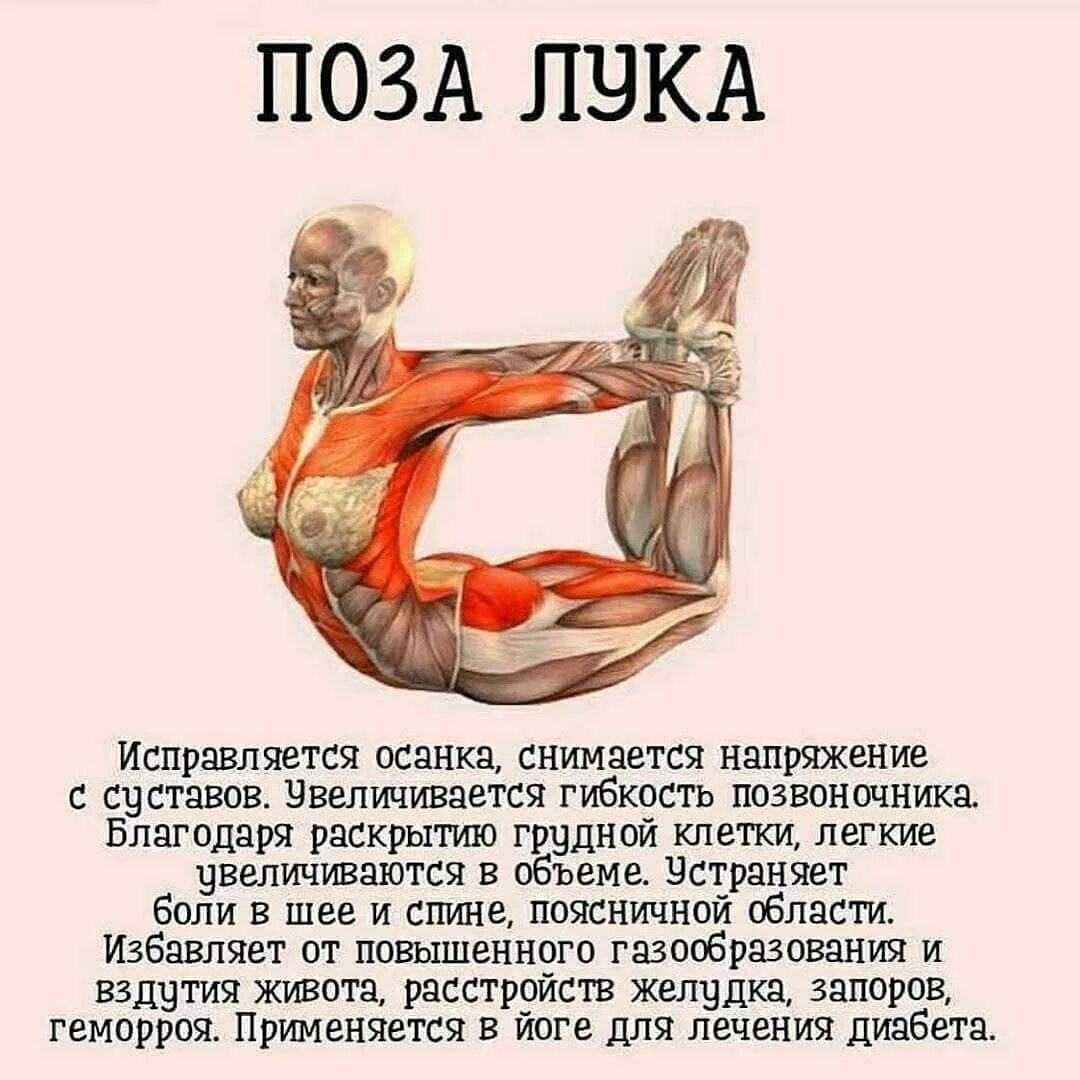 Тонус мышц формирующих позу человека