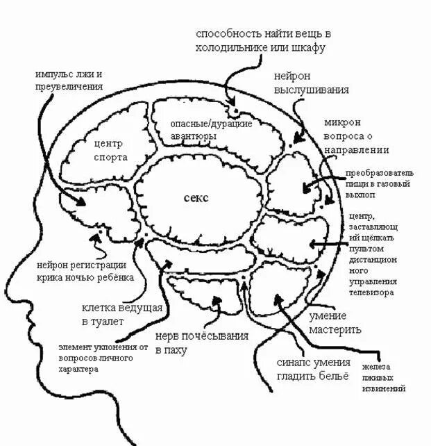 Схема мужского мозга. Мужской мозг и женский мозг. Схеме мозга мужчины и женщины. Схема мозга женщины.