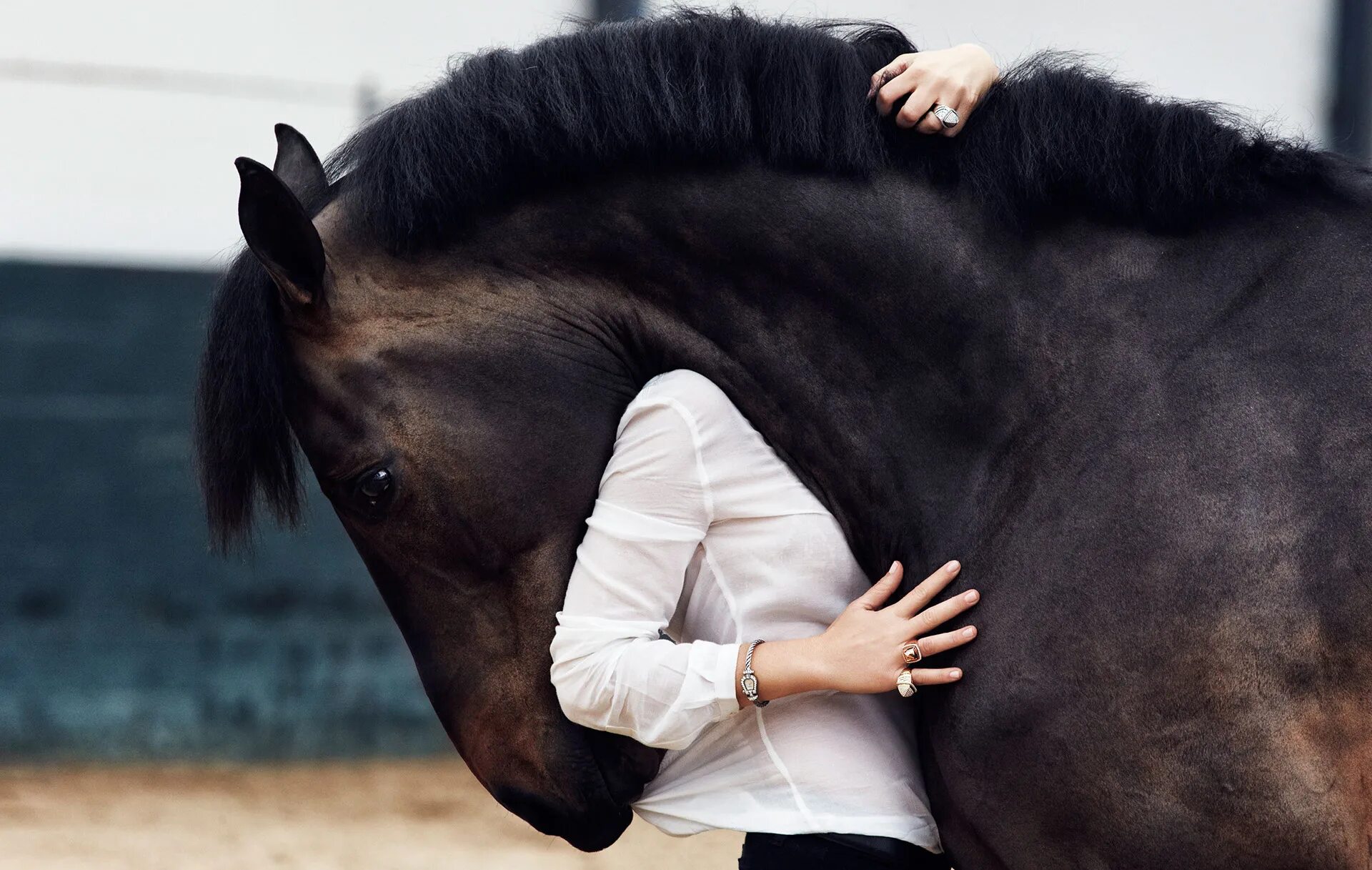 How to stop a horse. Баба с лошадью в сарае. Лошади для скачек. Человек е лошадь. Девушка с лошадью.