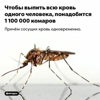 Сколько времени будут комары