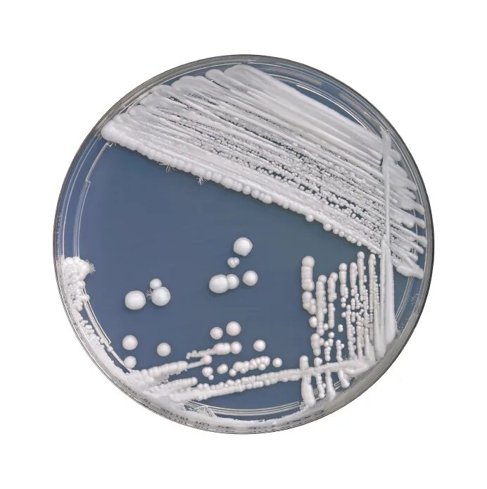 Палочка кандида. Кандида аурис. Candida kefir под микроскопом. Палочка кандида. Кандида альбиканс под микроскопом.