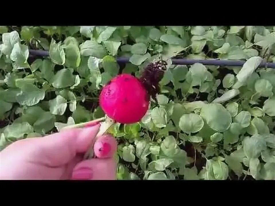 Посев редиса под зиму. Посев редиса под зиму