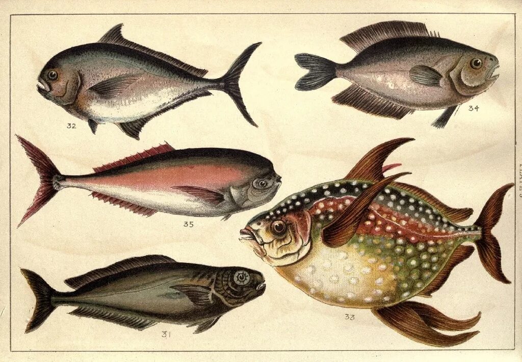 Какая биология изучает рыб. Ихтиология это наука изучающая. Рыба ихтиология. Зоология и ихтиология. Ихтиология это в биологии.