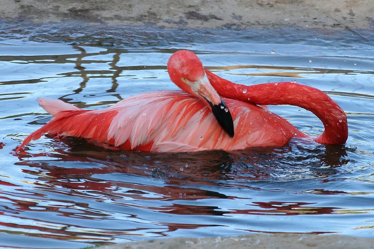 Фламинго краснодарский край