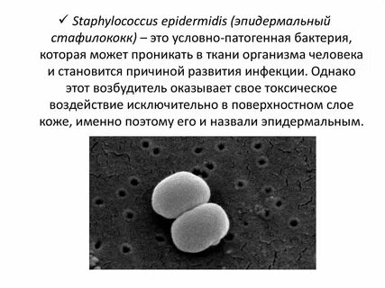 Стафилококк у женщин причины