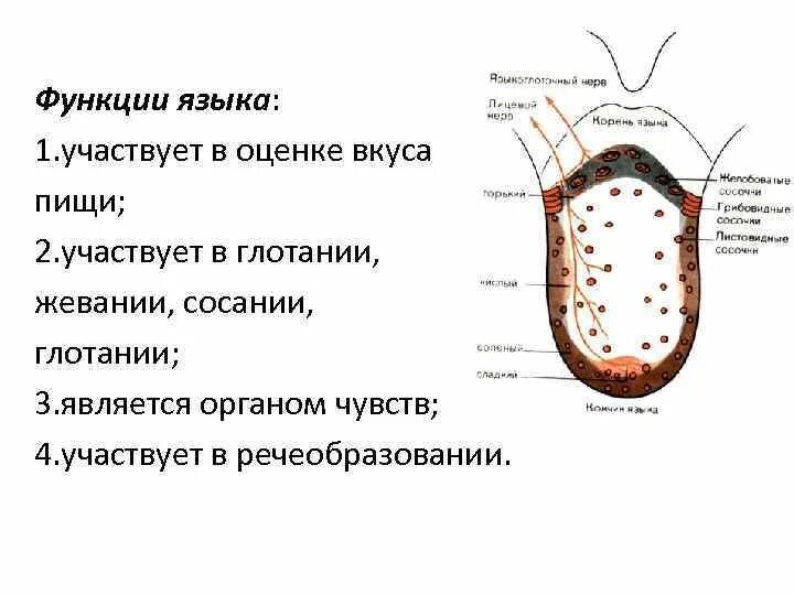 Какие функции у языка. Орган вкуса строение и функции.