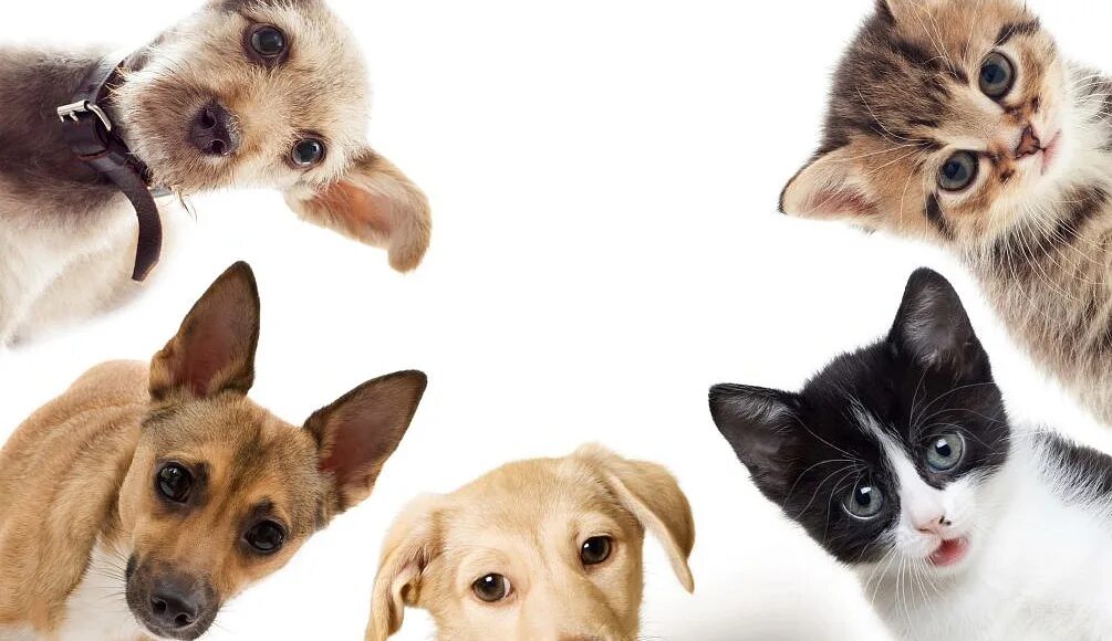 Pets with us