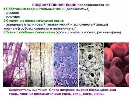 К какому виду ткани относится костная ткань
