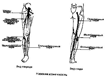 Строение ноги человека от бедра до стопы