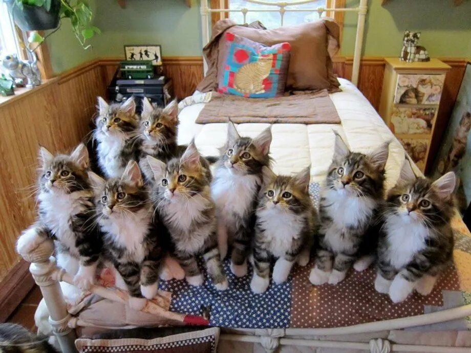 Где много котят. Много кошек. Много котят. Много котов в квартире. Несколько котов.