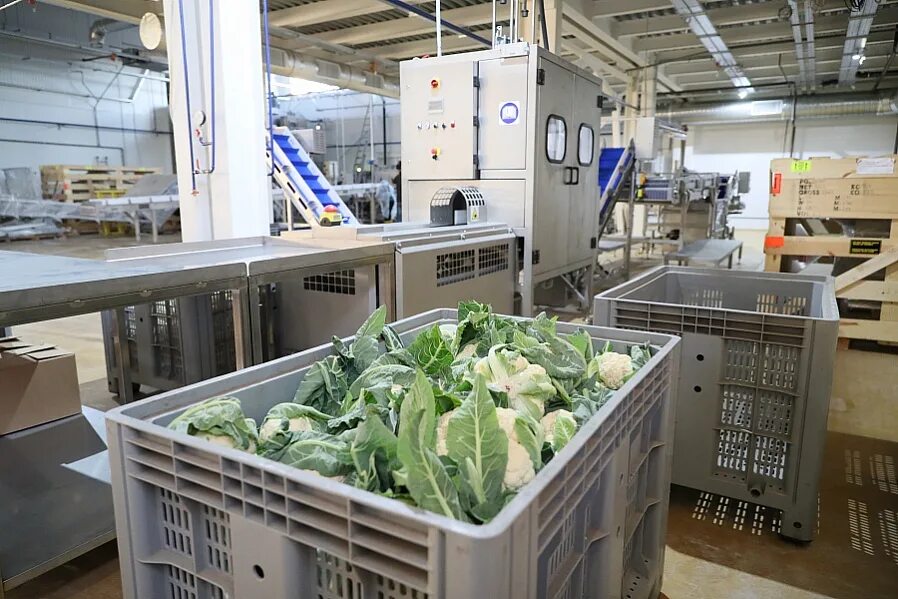Производство заморозки. Завод шоковой заморозки овощей Волгоград. Линия заморозки овощей. Цех по производству замороженных овощей. Операторная производства замороженных овощей.