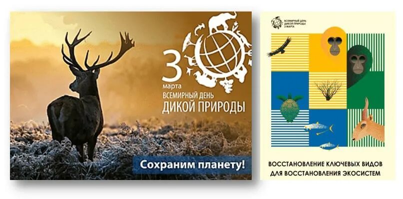 Всемирный день дикой природы 2022. Всемирный день дикой природы плакат. Сценарий всемирный день дикой природы