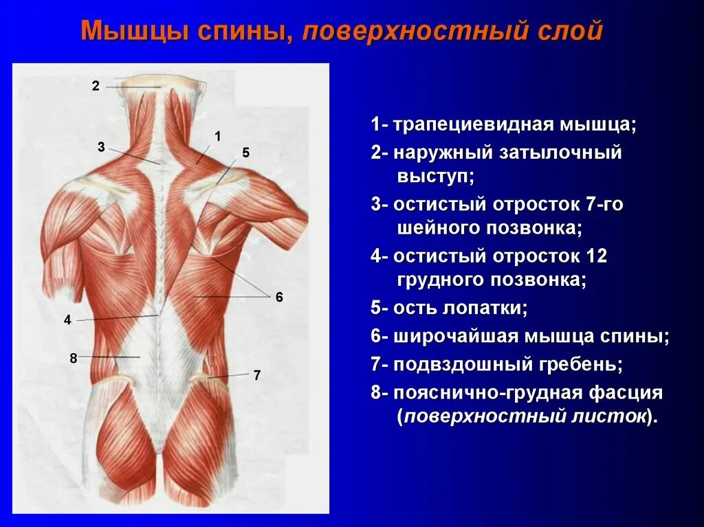 Верхняя трапециевидная. Трапеции мышцы вид спереди.