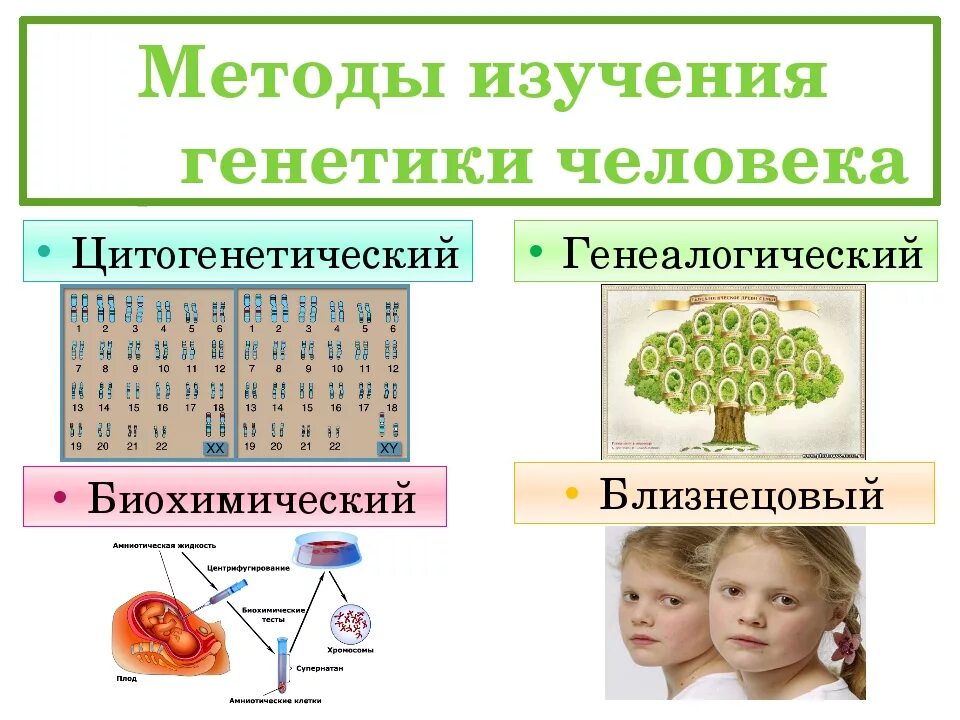 Генетические методы изучения человека. Методы биологических исследований близнецовый цитогенетический. Методы генетики человека генеалогических близнецовый метод. Методы исследования генетики человека генеалогический близнецовый. Методы изучения генетики человека генеалогический.