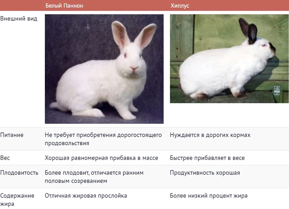 Выделка шкур кролика: способы и инструкция