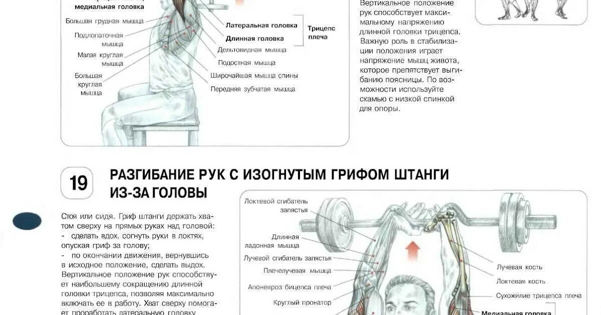 Программа тренировки спина бицепс. Упражнения на длинную головку трицепса. Базовые упражнения на трицепс. План тренировки на трицепс. Упражнения на трицепс с гантелями.