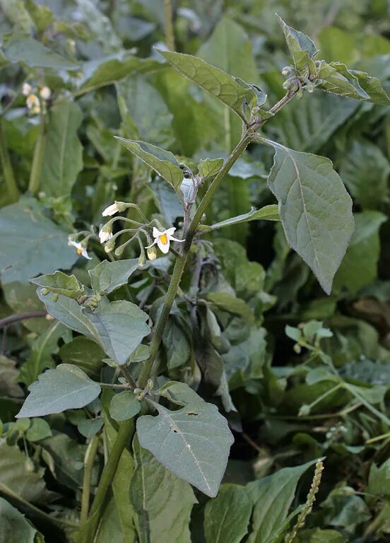 Паслен черный среда обитания. Паслен черный (Solanum nigrum). Паслён чёрный съедобный. Паслен сорняк. Паслен желтый.